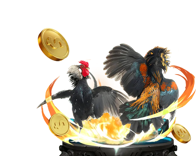 Ảnh hưởng của sân bãi và thời tiết đến trận đấu đá gà